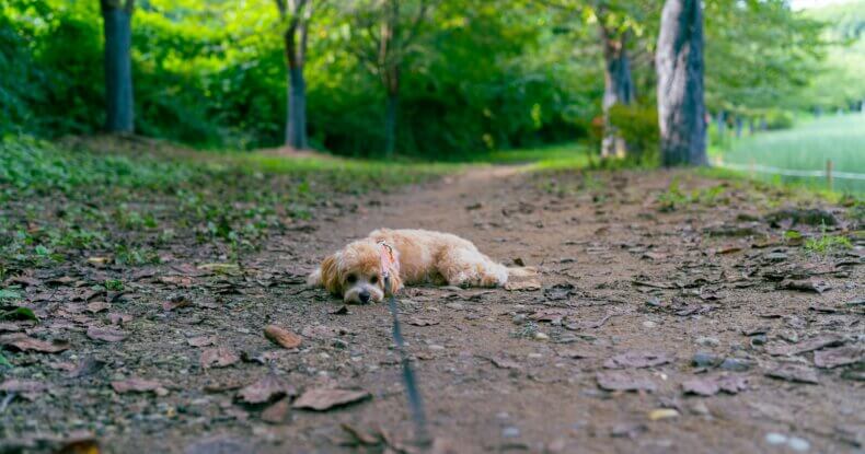 Dog ignoring recall cue and lying down