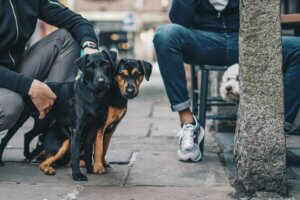 Owner crouched down with treat pouch