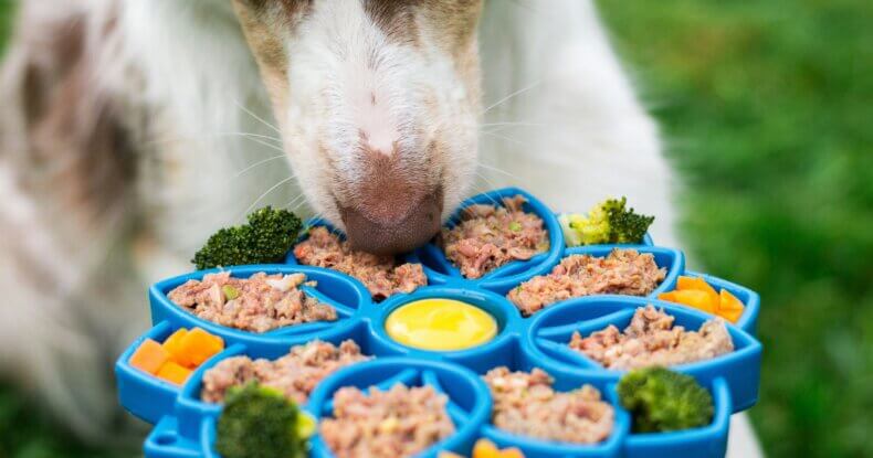 Dog near food bowl highlighting importance of quality ingredients in diet