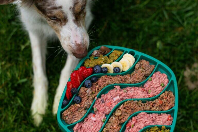 “Dog with food bowl representing importance of choosing the right nutrition