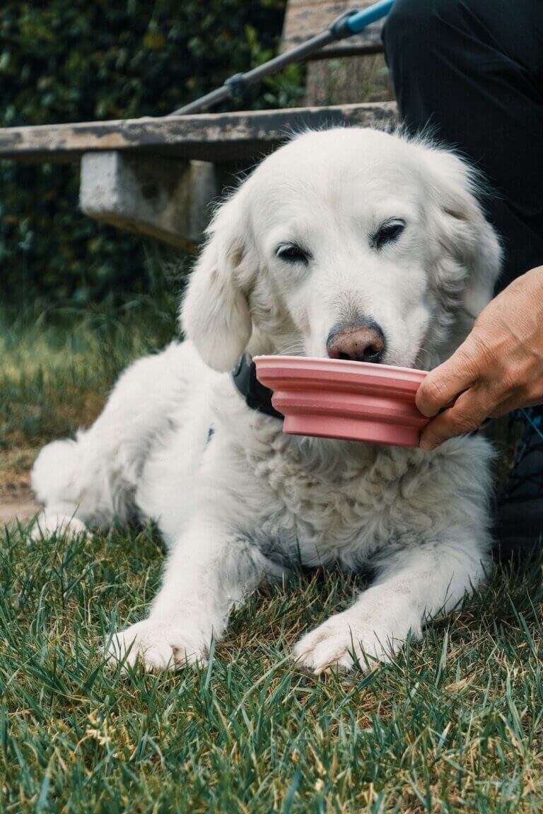 Feeding time – showing a puppy’s interest in healthy food options