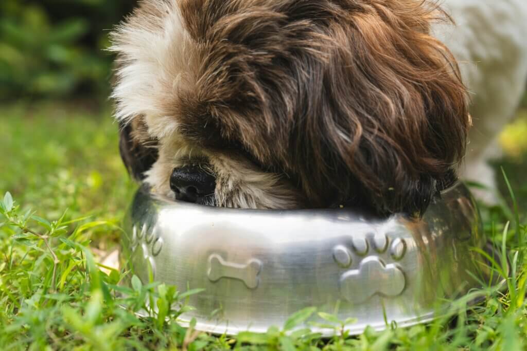 Healthy puppy food bowl with veg and meat – best puppy nutrition tips