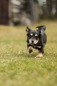 Dog Recall Training: Why It Fails and How to Fix It