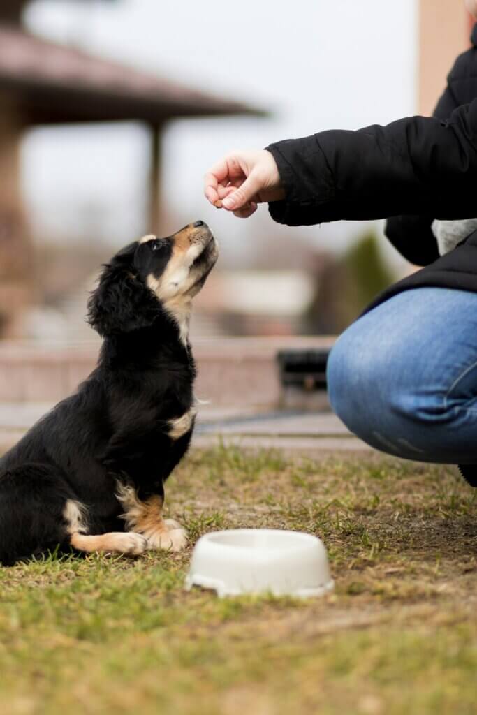puppy working for their food