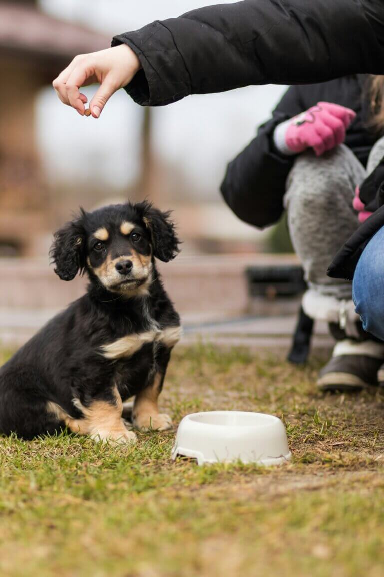 how to switch puppy food. Young puppy eating new food from a bowl during a calm mealtime