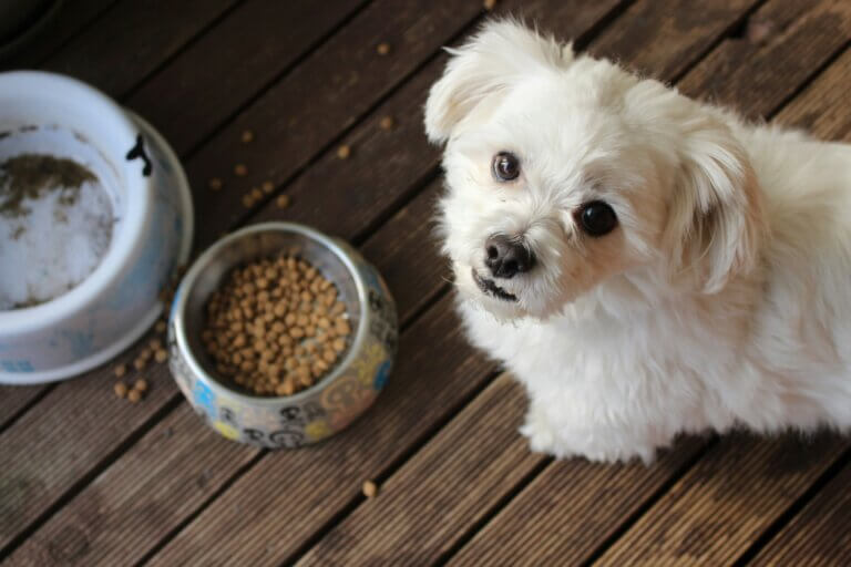 Puppy owner introducing new dog food with gentle transition steps