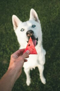 Healthy puppy with veg & fruit – best puppy nutrition tip