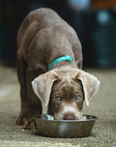 puppy eating raw food – what should I feed my puppy