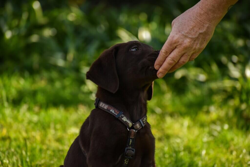 Short dog training session in daily routine at home