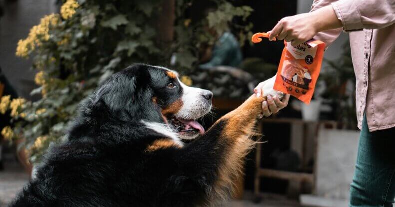 Dog trainer in Coventry checking dog food label for quality ingredients