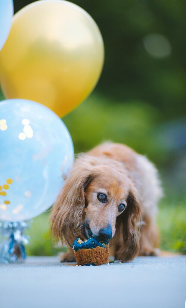 Example of real-life puppy transition success story – calm, well-fed dog