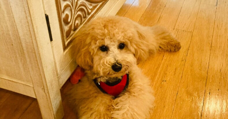cockerpoo with empty food bowl what should I feed my puppy? – best puppy nutrition tips