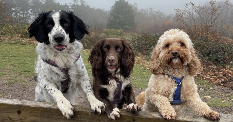 Maisie, Eric, and Envy — Carrie’s own dogs who inspire her award winning dog training in Coventry