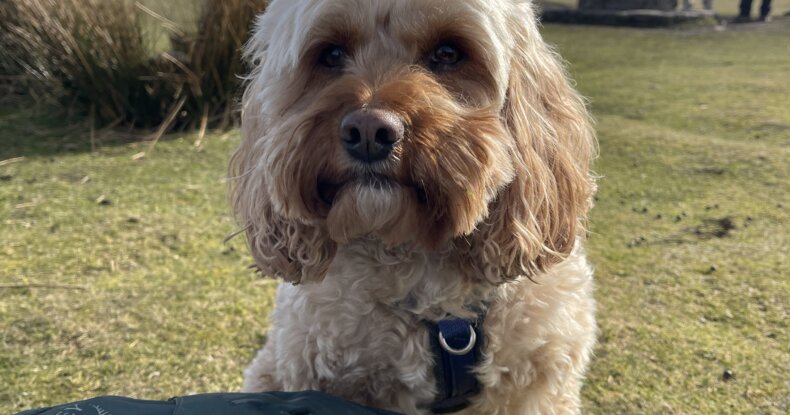 Eric the Cavapoo standing on a hiking trail – reactive dog training success stor