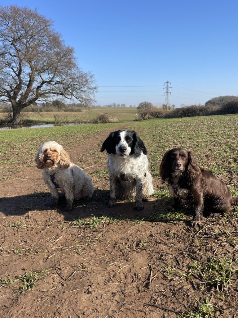 Small dog outdoors on a hill walk – example of progress through reactive dog training in Coventry