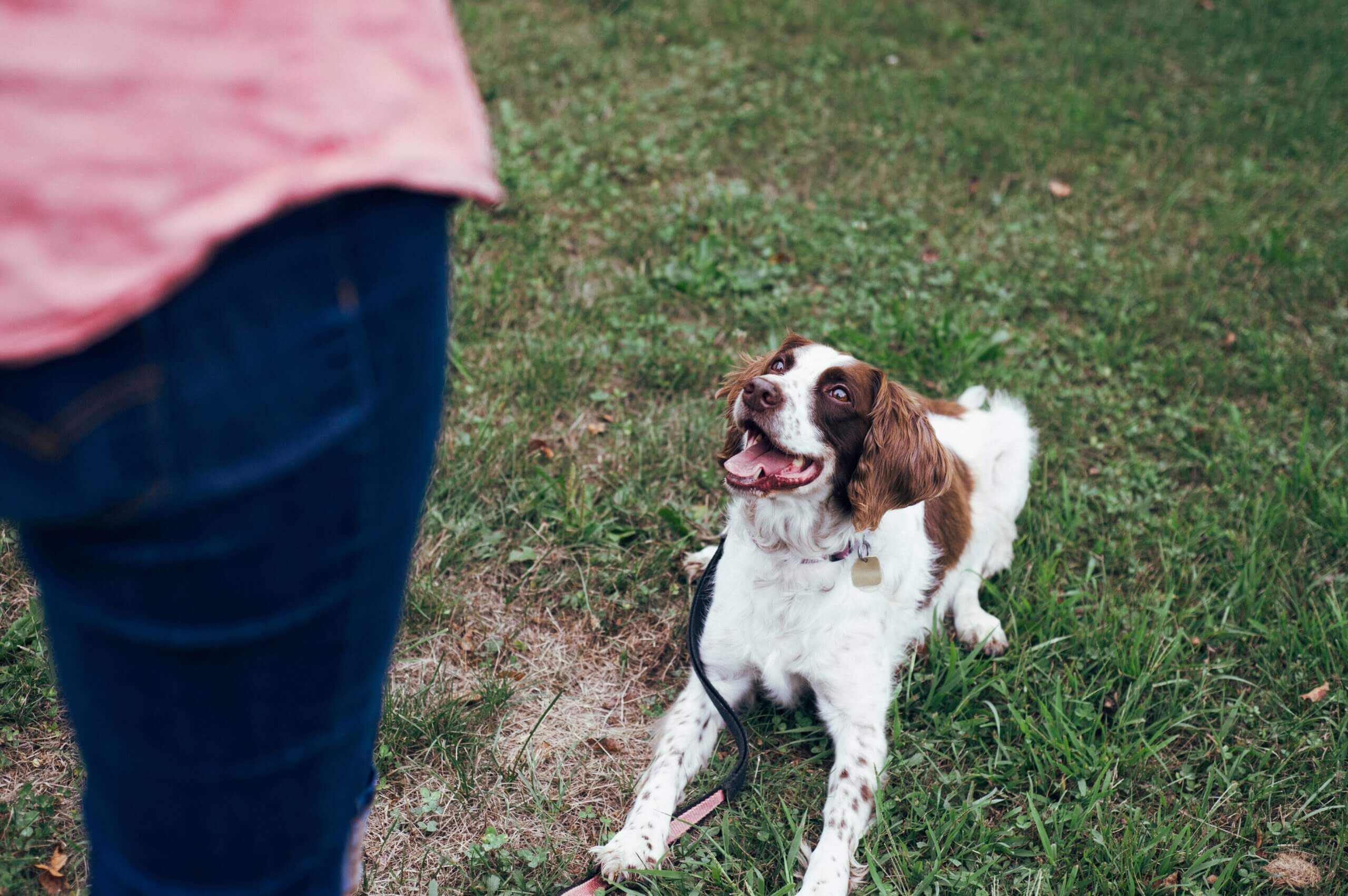 Owner giving hand signal while saying a cue – Using clear and consistent cues helps dogs learn faster