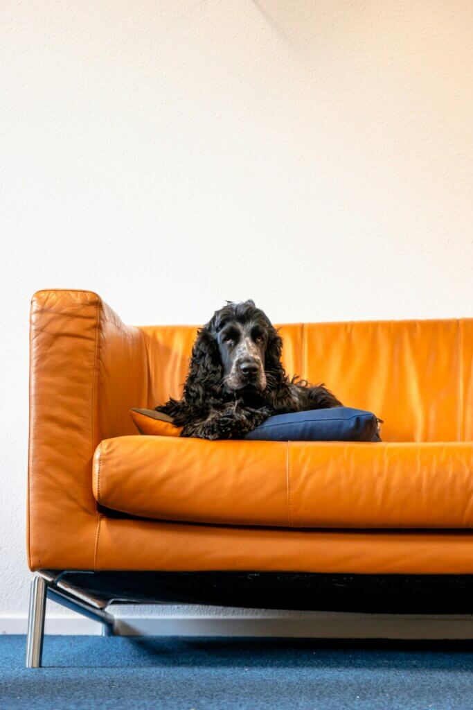 Family sat together with notepad – “Family agreeing on consistent puppy house rules before training”