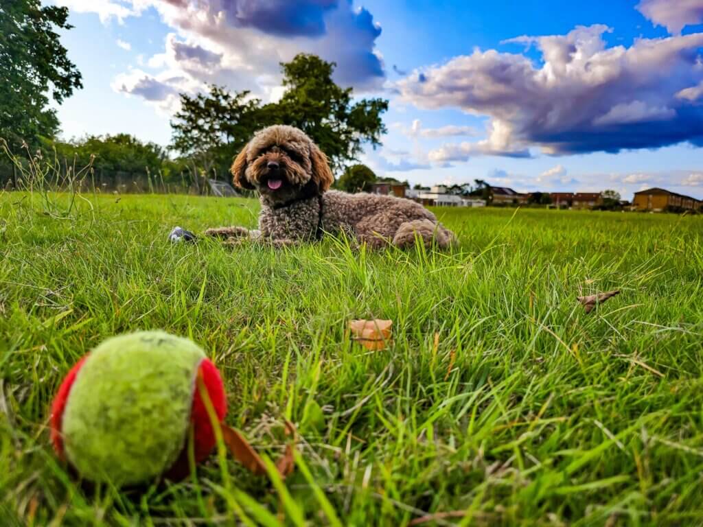 Teenage dog showing increased signs of pushing boundaries