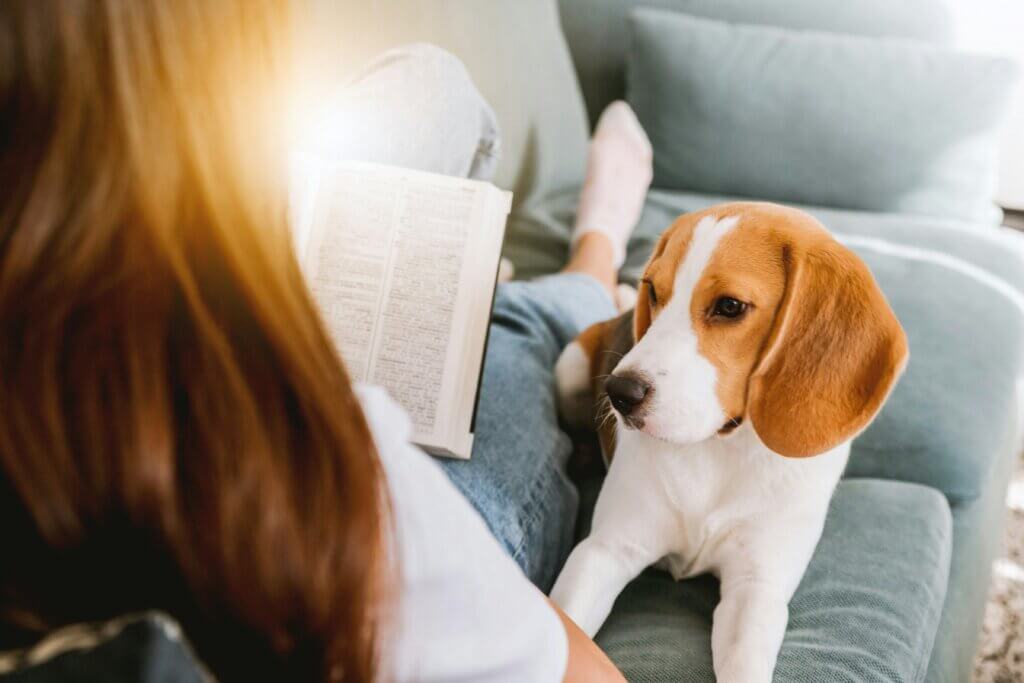 Puppy sitting by sofa – “Consistency in house rules for puppy training in Coventry”