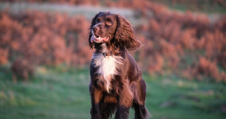 Adolescent dog training example: teenage dog testing boundaries