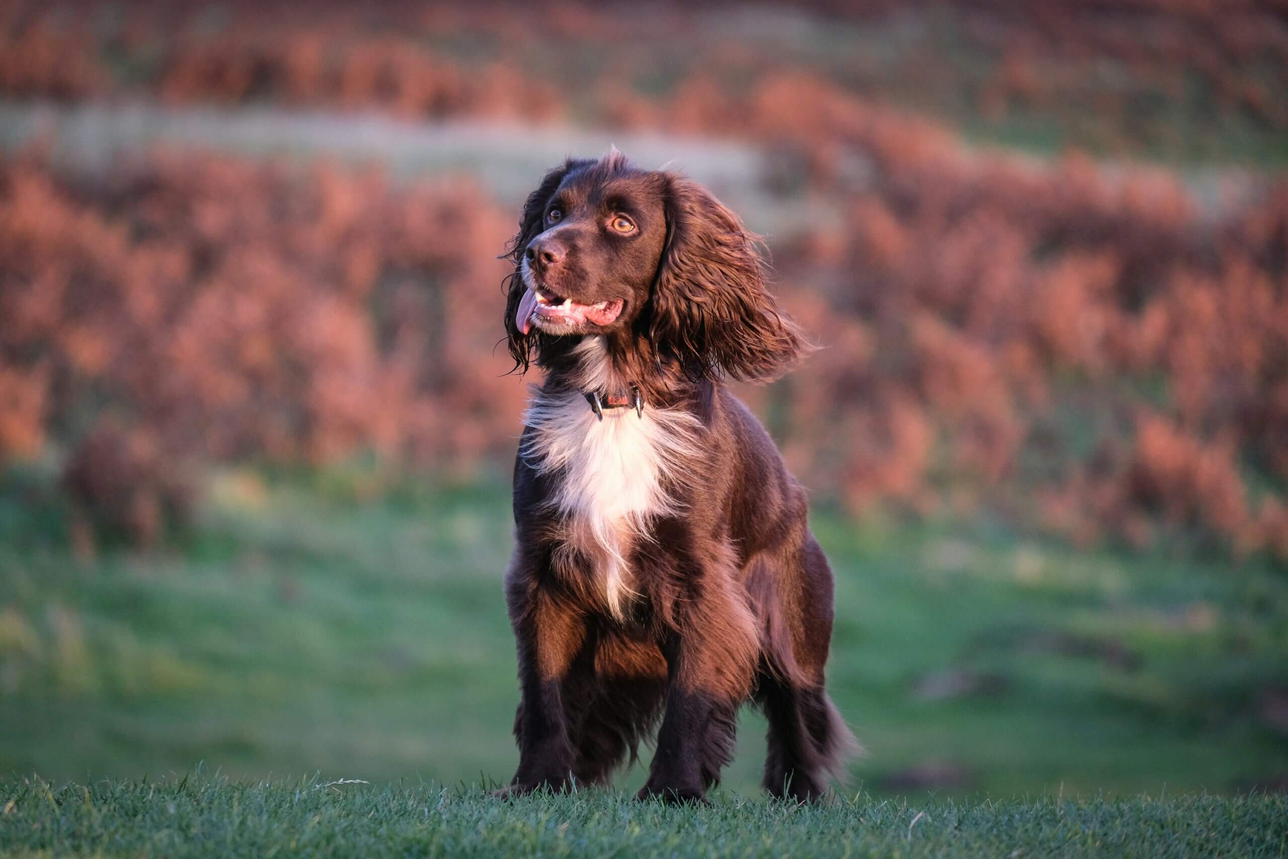 Adolescent dog training example: teenage dog testing boundaries