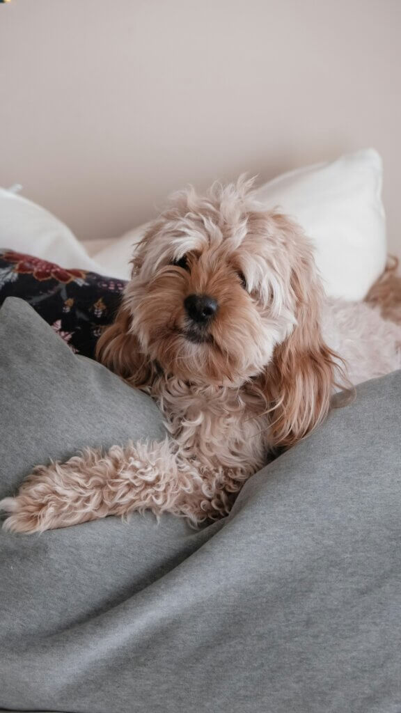 Family at home with dog – “Consistency in house rules for adolescent dogs”