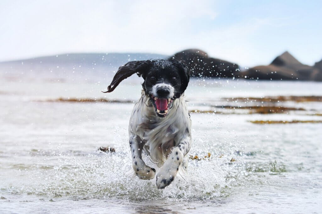 Dog running back towards owner in a field – “Consistent recall training builds reliable response in Coventry”
