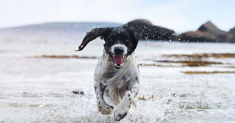 Dog running back towards owner in a field – “Consistent recall training builds reliable response in Coventry”
