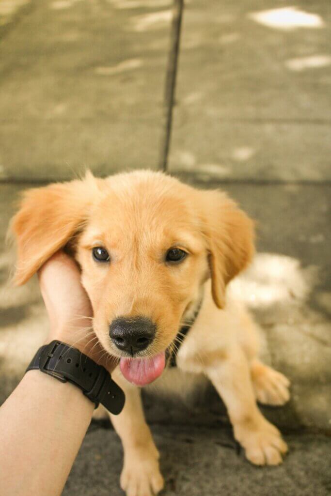 Inconsistent rules like allowing jumping up sometimes confuse dogs