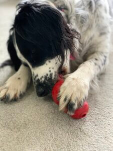 Kong toy filled and ready to give to a dog for Bonfire Night.