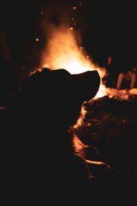 fireworks and dogs are not always a good mix