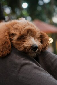 Dog resting calmly in a crate with a chew during fireworks night.