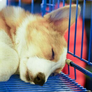 Dog resting calmly in a crate with a chew during fireworks night.
