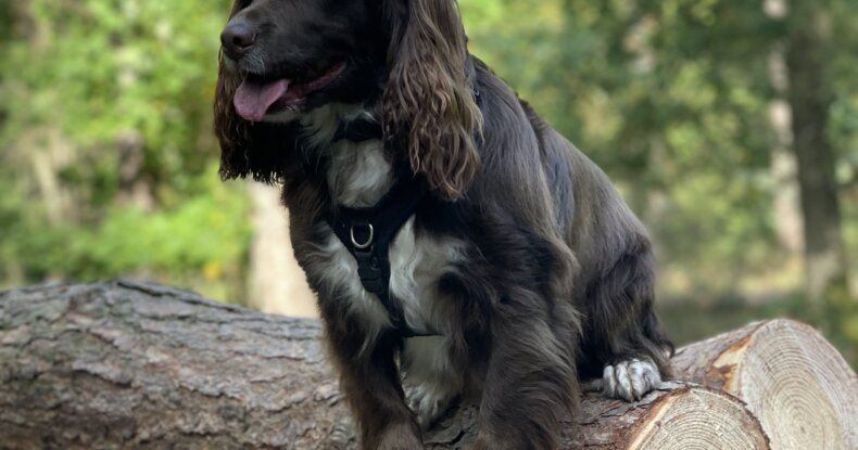 Envy sitting on the logs looking alert – “Dogs hide pain so well – Envy’s story.”