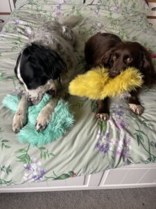 Envy at home – “Waiting for answers – Envy’s upcoming CT scan.”