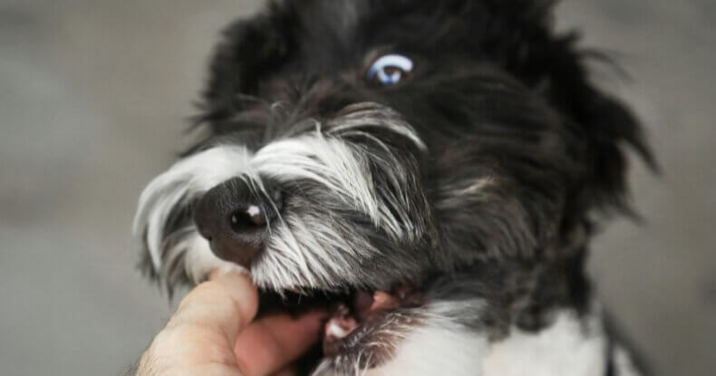 why is my puppy biting me so much with puppy biting owner