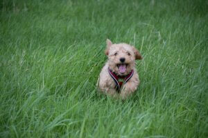 cockerpoo puppy responding well to recall cue on a park walk