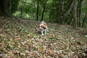 spaniel running back happily during dog recall training