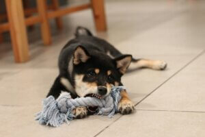 puppy chewing on toy sometimes work, natural chews are better