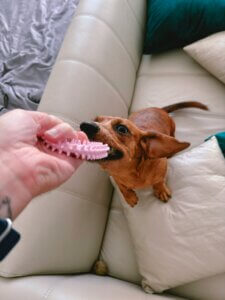 redirecting puppy onto a toy
