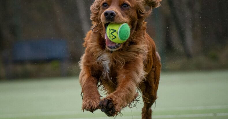 dog recall training tips for spaniels and doodles