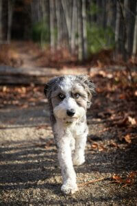 dog recall training tips for spaniels and doodles