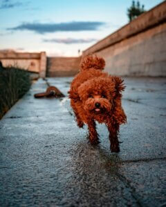 cavapoo responding well to recall cue on a walk