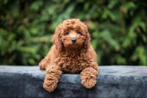 developing puppy focus without pressure