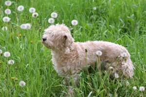 dog recall training with distractions