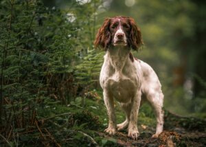 spaniel ignoring recall due to overcalling