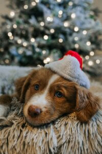 Spaniel puppy resting calmly near Christmas decorations during the festive period.