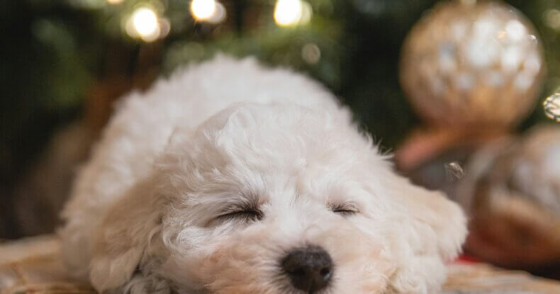 Puppy sleeping peacefully under a Christmas tree, showing calmness during the festive season.