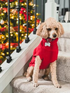 poodle in front of Christmas tree