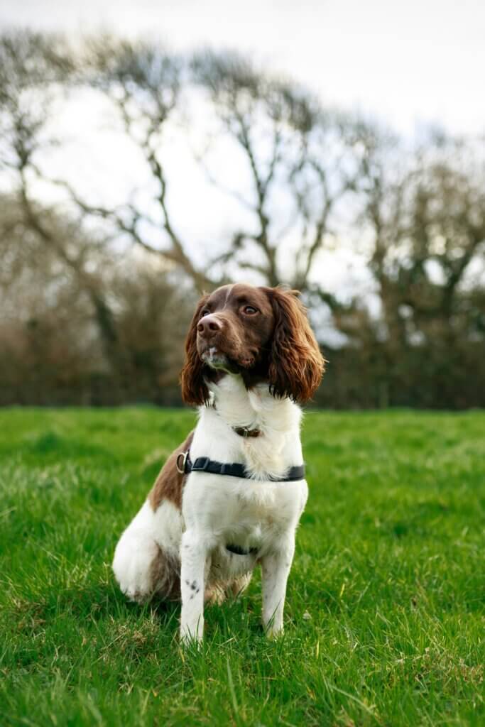Spaniel sitting attentively on grass during a training walk.